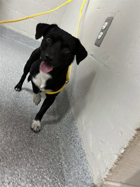 Photo of A187881, adoptable Chihuahua in Pasadena, Texas
