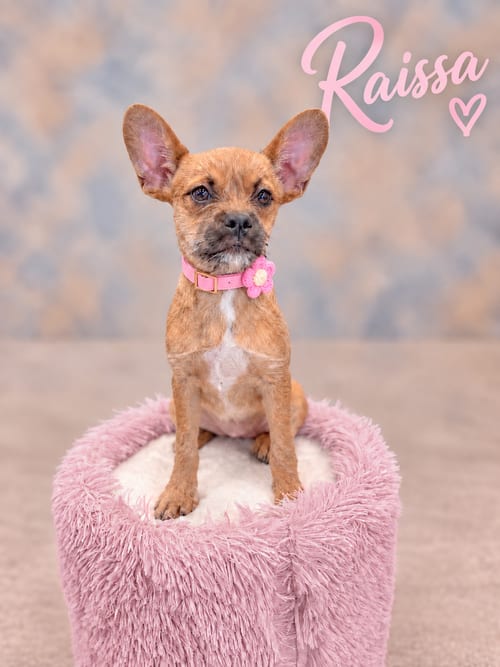 Photo of Raissa, adoptable French Bulldog in PIPE CREEK, Texas