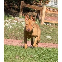 Photo of Zelly, adoptable Mixed Breed (Medium) in Washington, North Carolina