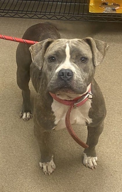 Photo of Bon Bon, adoptable dog in Chamblee, Georgia