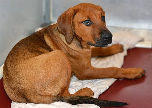 Photo of Flam, adoptable Redbone Coonhound in West Valley, Utah