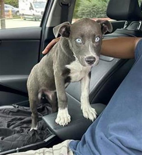 Photo of Chacha, adoptable Husky in San Antonio, Texas