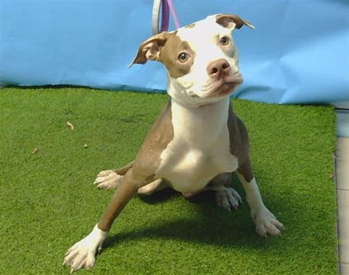 Photo of A5799016, adoptable Pit Bull Terrier in Gardena, California