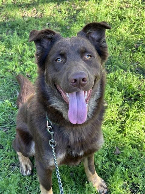 Photo of Duncan, adoptable Australian Shepherd in Sacramento, California