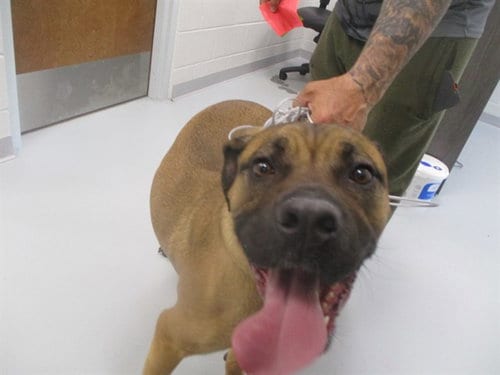 Photo of A389396, adoptable Boxer in Ocala, Florida