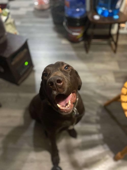 Photo of Pistol, adoptable Labrador Retriever in Pottstown, Pennsylvania