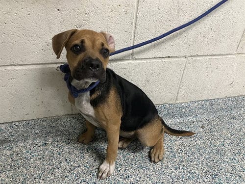 Photo of Dot, adoptable Boxer in Long Beach, California