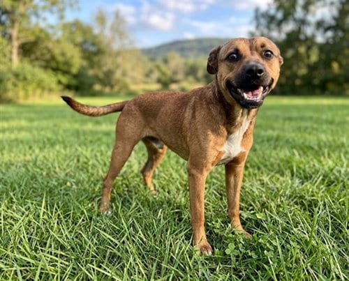 Photo of TJ, adoptable German Shepherd Dog in Baldwin Park, California