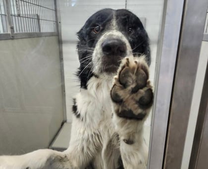 Photo of Triton, adoptable dog