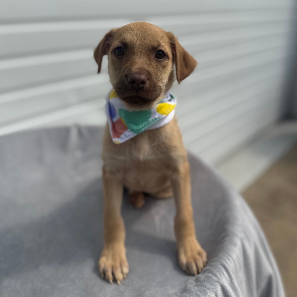 Photo of Essie, adoptable Terrier, Pit Bull / Mixed Breed (Medium) in Newberg, Oregon