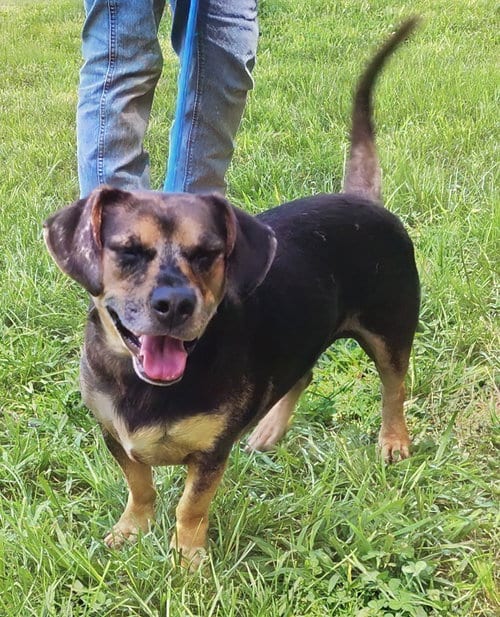 Photo of Ozzy, adoptable Dachshund in Wetumpka, Alabama