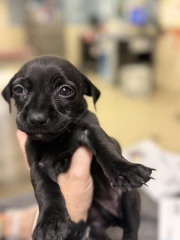 Photo of Coraline, adoptable Chihuahua in Riverside, California