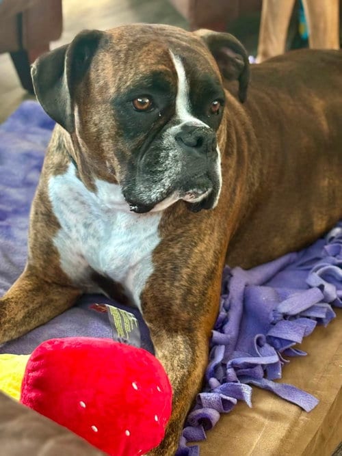 Photo of Moxie, adoptable Boxer in Monticello, New Jersey