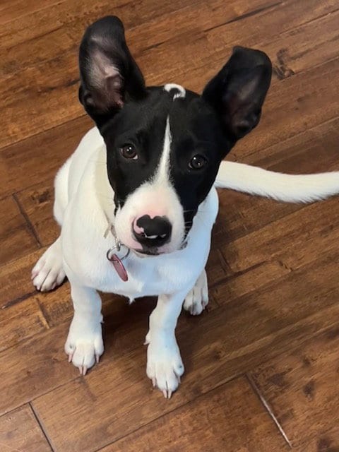 Photo of Pippa, adoptable Border Collie in Nashville, Tennessee