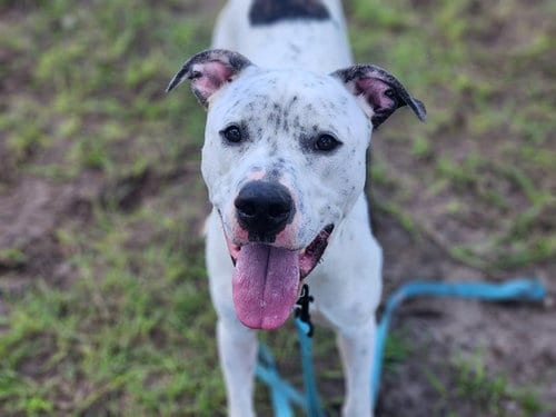 Photo of Jeffrey, adoptable Great Dane in Ocala, Florida
