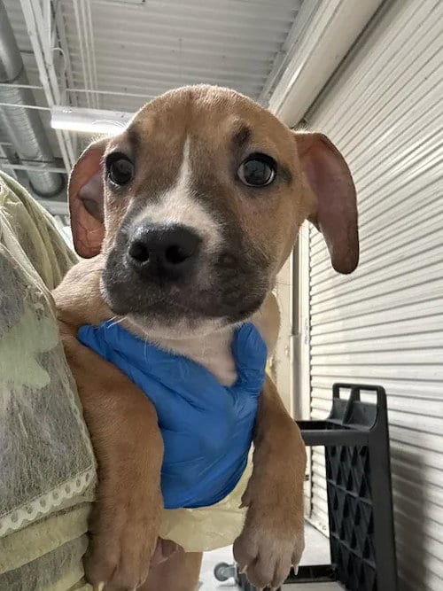 Photo of Wall-E, adoptable Pit Bull Terrier in Las Vegas, Nevada