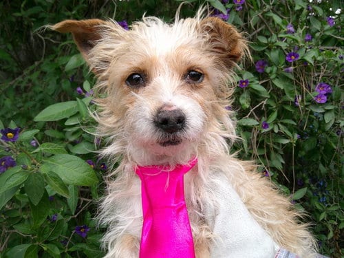 Photo of Honey, adoptable Terrier in San Diego, California
