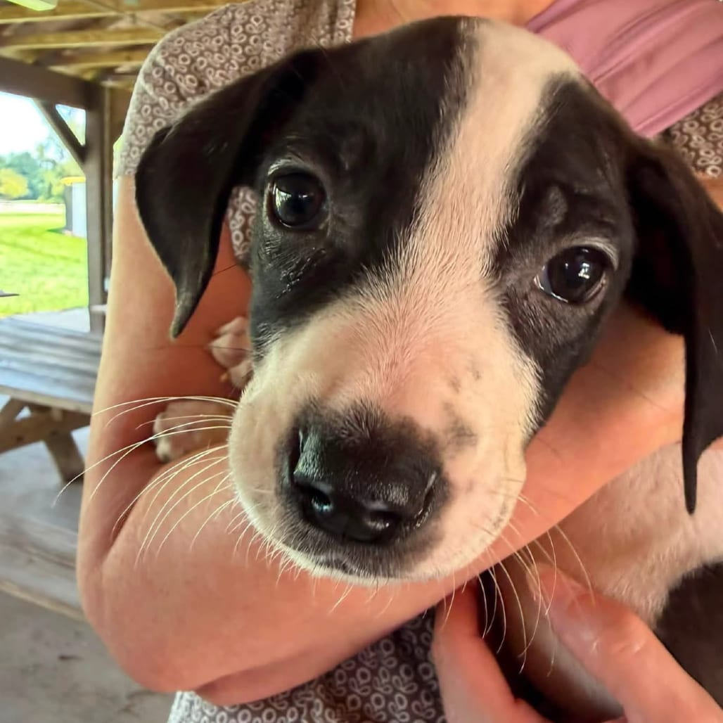 Photo of Pearl, adoptable Mixed Breed (Medium) in Maryland, Maryland