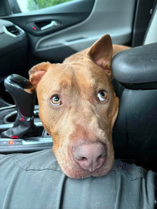 Photo of Moe, adoptable Terrier in Greensboro, North Carolina