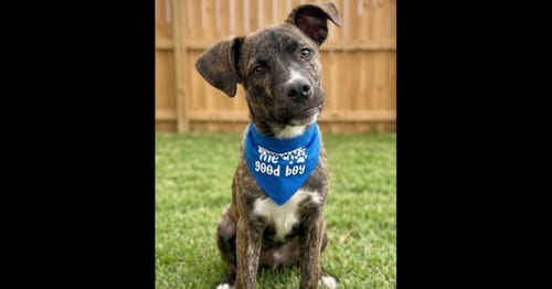 Photo of Archie - Reduced, adoptable Mountain Cur in Grovertown, Indiana