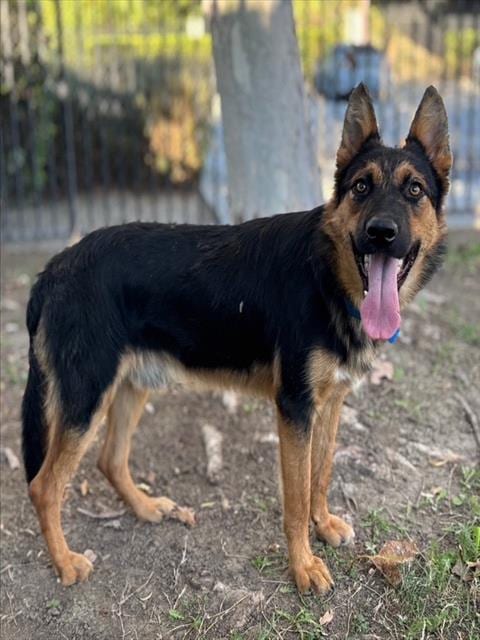 Photo of Archer, adoptable German Shepherd Dog in Riverside, California