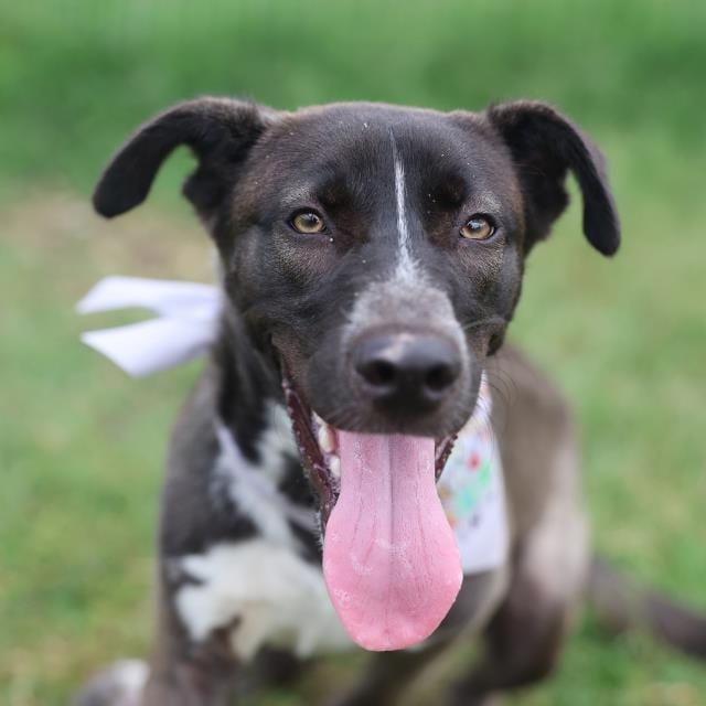Photo of Penelope, adoptable dog in San Antonio, Texas