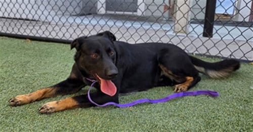 Photo of Duke, adoptable German Shepherd Dog in Norco, California