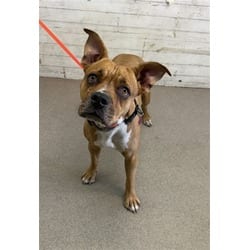 Photo of Ruby, adoptable American Pit Bull Terrier in San Bernardino, California