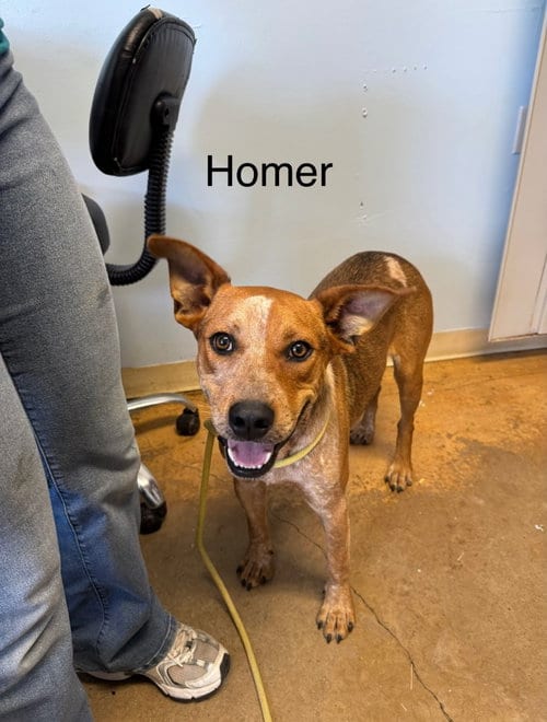 Photo of Homer, adoptable Australian Cattle Dog/Blue Heeler in Burnsville, North Carolina