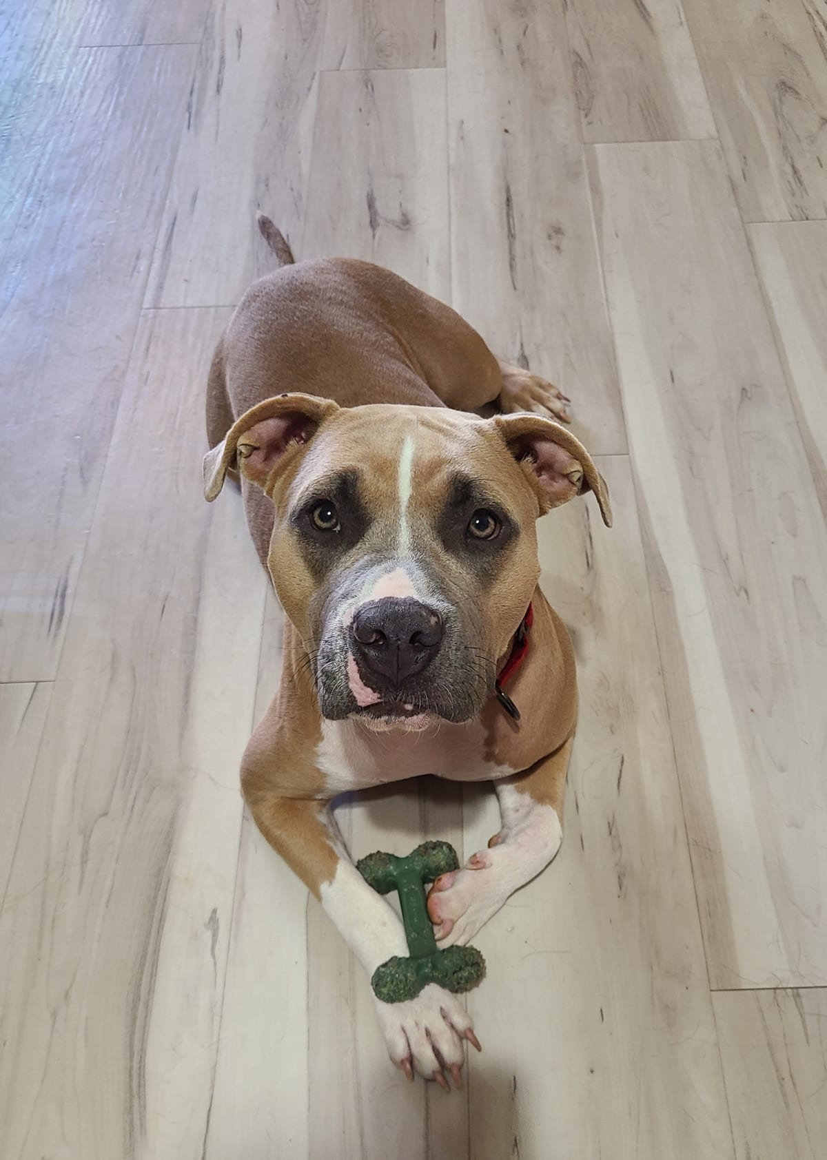 Photo of Smudge, adoptable American Staffordshire Terrier in Maricopa, Arizona