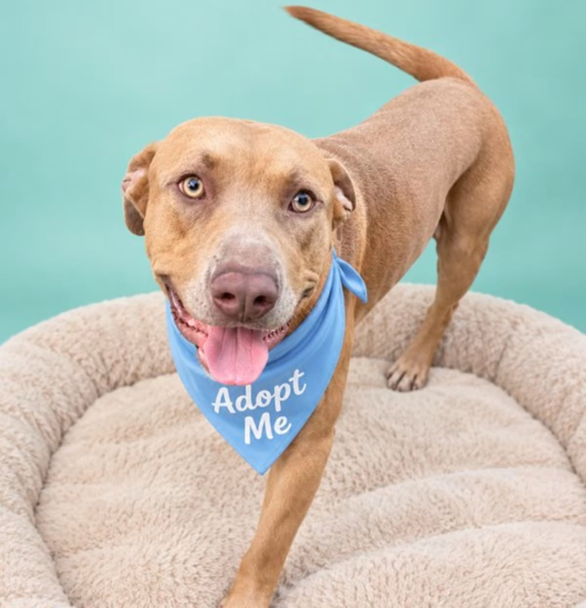 Photo of Dickey, adoptable Weimaraner in Los Angeles, California