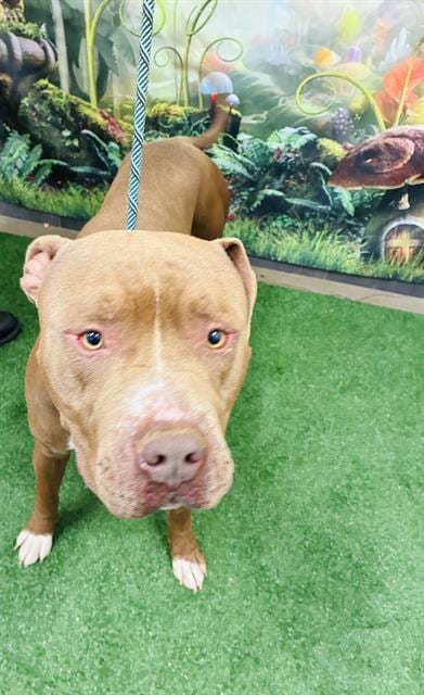 Photo of Cruz, adoptable Pit Bull Terrier in Globe, Arizona