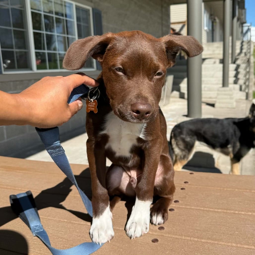 Photo of Rubble, adoptable Mixed Breed (Medium) in Bend, Oregon