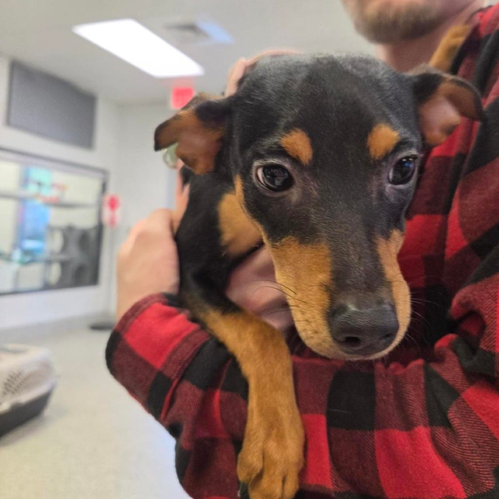 Photo of Juno, adoptable Pinscher, Miniature / Mix in Jacksonville, North Carolina