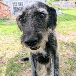 Photo of Macaroni, adoptable Fox Terrier (Wirehaired) Mixed Breed (Medium) in Frederick, Maryland