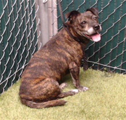 Photo of Tiger, adoptable Terrier in Downey, California