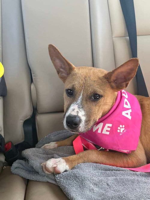 Photo of Harriet, adoptable Terrier in Evansville, Indiana