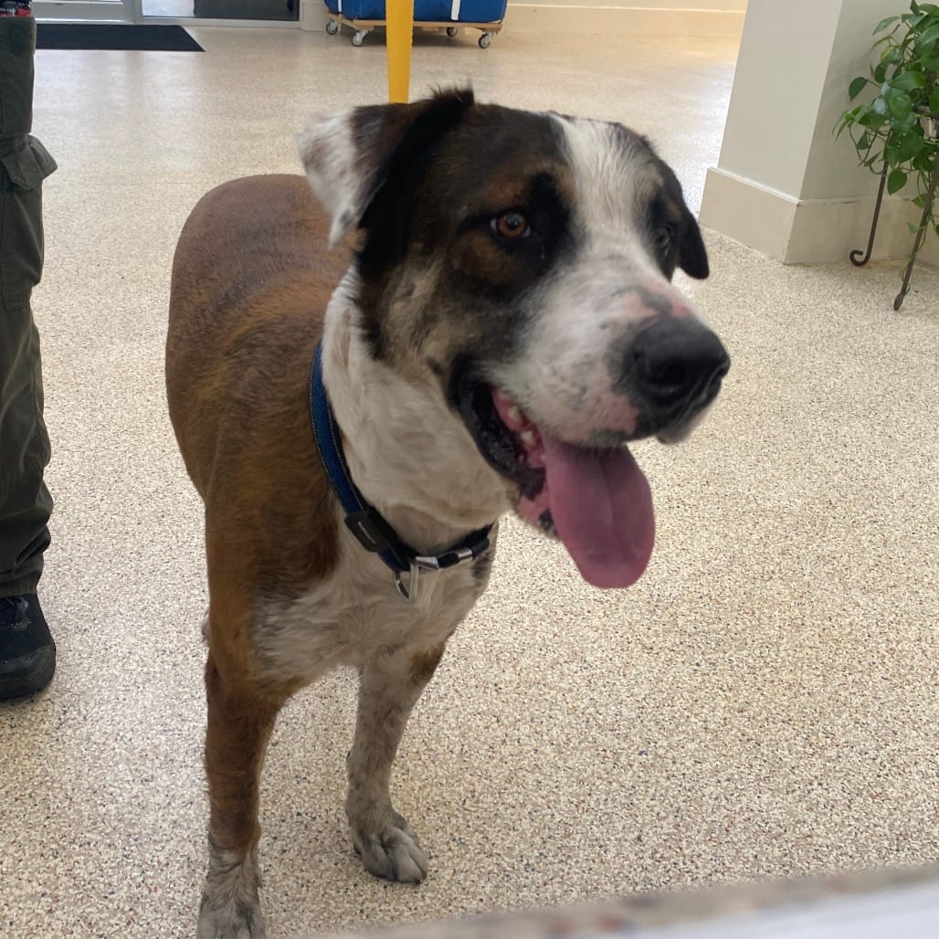 Photo of Pawly, adoptable Saint Bernard in Houston, Texas