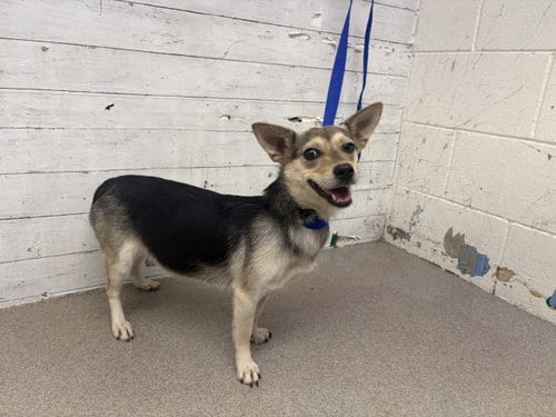 Photo of Pichu, adoptable Chihuahua in San Bernardino, California