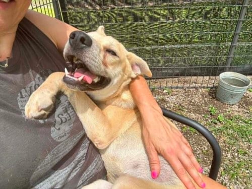Photo of Theodore, adoptable Terrier in Abbeville, Louisiana