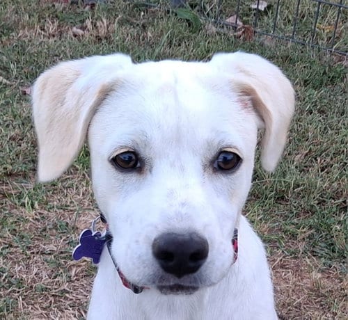 Photo of Poppy, adoptable Labrador Retriever in Cookeville, Tennessee