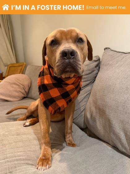 Photo of Gary, adoptable dog in Baltimore, Maryland