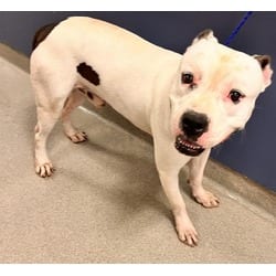 Photo of Peter, adoptable American Bulldog in Doral, Florida