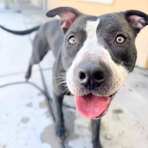 Photo of Coconut, adoptable Pit Bull Terrier in Oakland, California