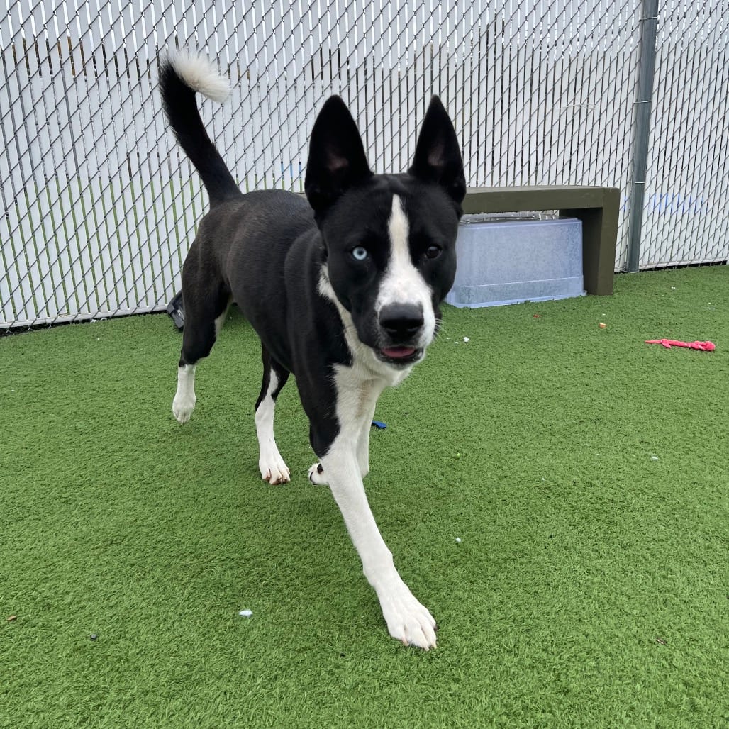 Photo of Hawk, adoptable Husky / Terrier, Pit Bull in Bristol, Indiana