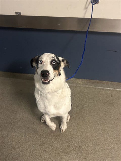 Photo of Spotie, adoptable Australian Shepherd in Miami, Florida