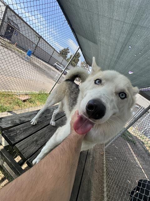 Photo of Prince, adoptable Siberian Husky in Houston, Texas