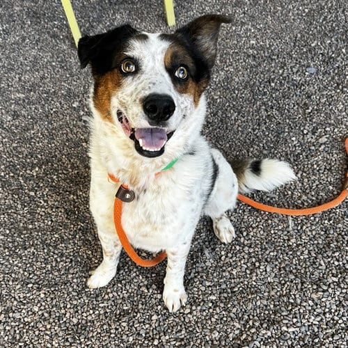 Photo of Milo, adoptable Australian Cattle Dog/Blue Heeler in Mesa, Arizona