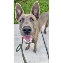 Photo of Dex, adoptable German Shepherd Dog in Doral, Florida