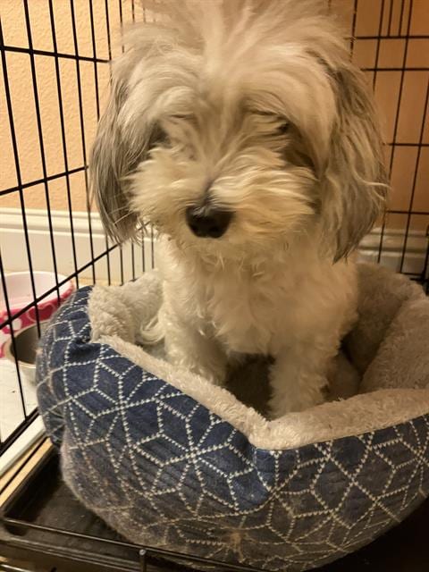Photo of Unknown, adoptable Havanese in Dallas, Texas